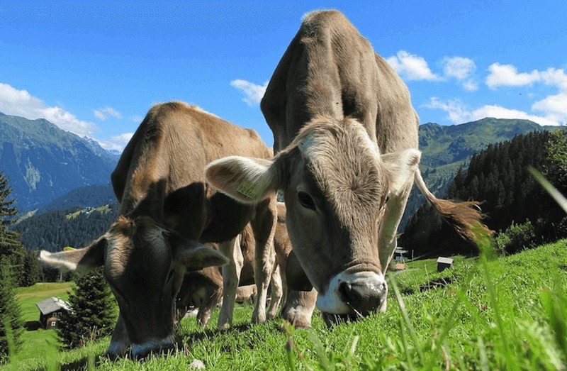 cows lab grown meat organic alternative