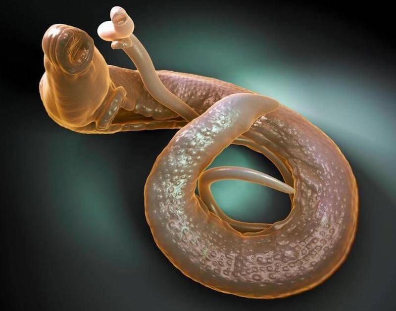 Deadly Parasitic Worm Set to Invade Europe Via African Migrants
